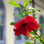 Bouture d’hibiscus