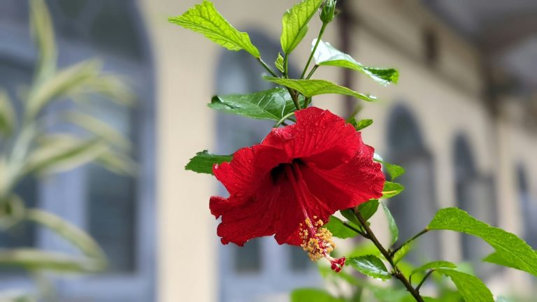 Bouture d’hibiscus