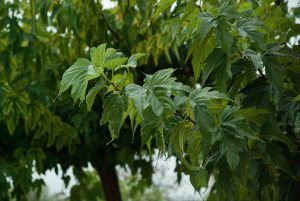 Tailler un mûrier platane