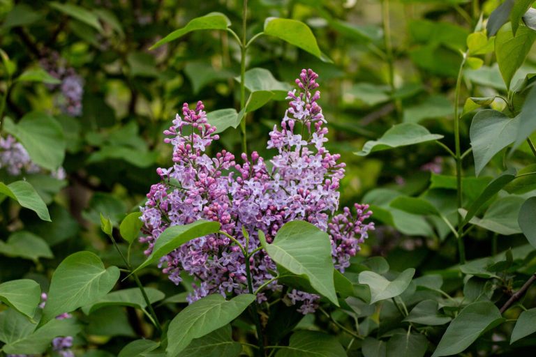 Tailler des lilas