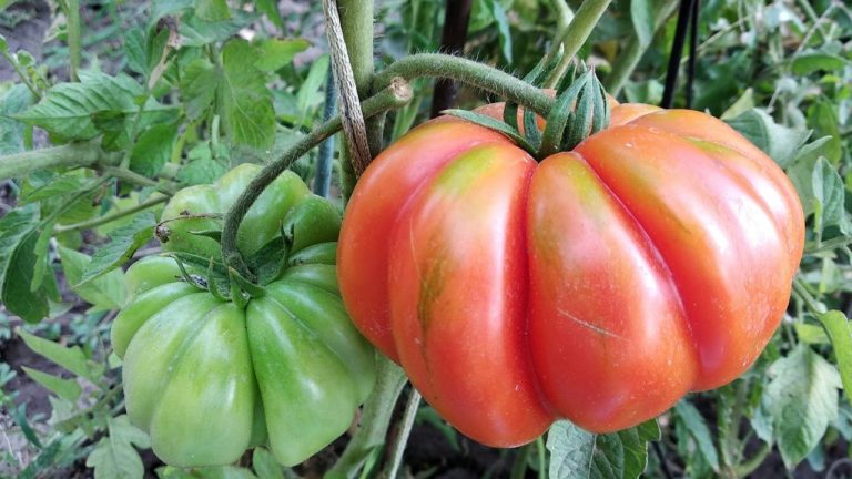 Forme de tête de chat sur les tomates