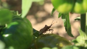 Traitement contre la punaise de la tomate