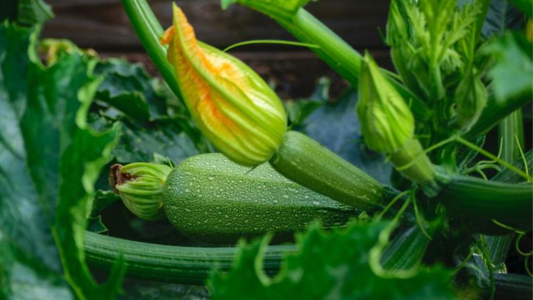 Planter les courgettes