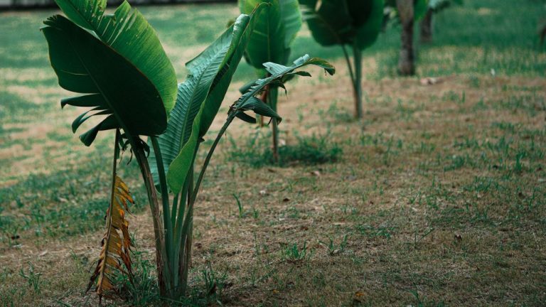 Distance pour planter des bananiers entre eux
