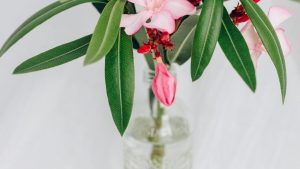 Boutures de laurier rose