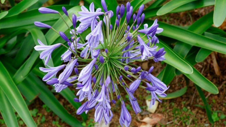 Couper les feuilles des agapanthes