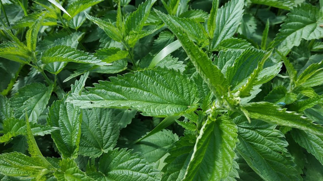 Dosage pour du purin d’ortie dans 1 L d’eau