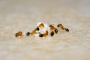 Se débarrasser des mini fourmis dans la maison