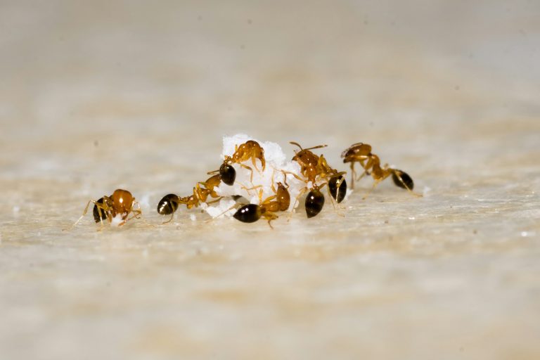 Se débarrasser des mini fourmis dans la maison