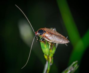 Cafard noir de jardin