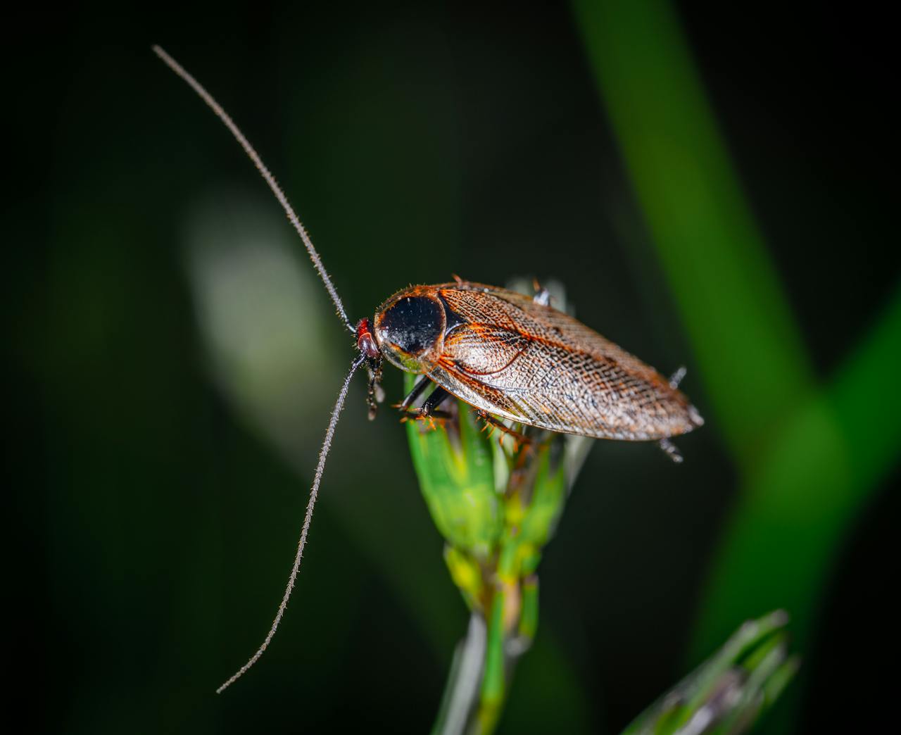 Cafard noir de jardin