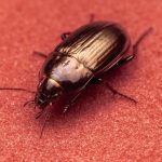 Petit insecte noir dans la maison