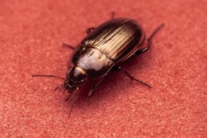 Petit insecte noir dans la maison