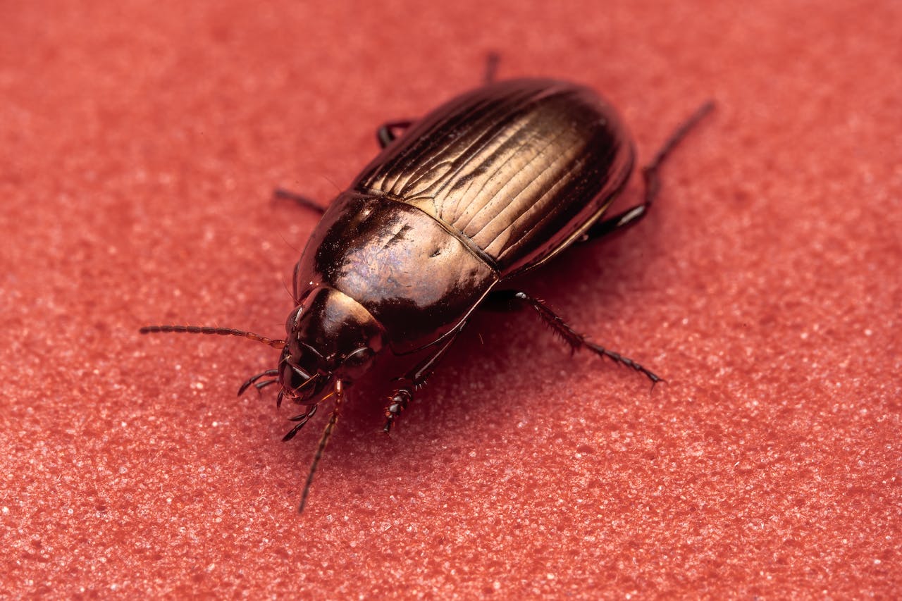 Petit insecte noir dans la maison