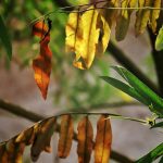 Feuilles de mon laurier-rose jaunissent