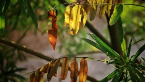 Feuilles de mon laurier-rose jaunissent