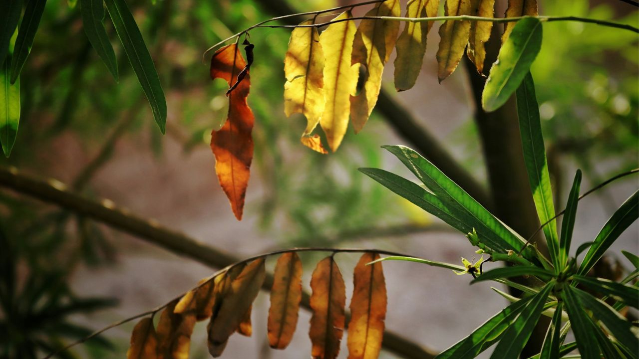 Feuilles de mon laurier-rose jaunissent