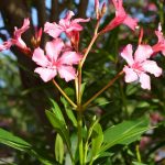 Tailler un laurier-rose