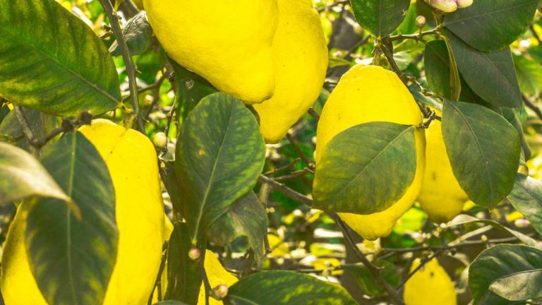 Maladies du citronnier