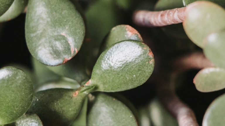 Maladies de l’arbre de jade