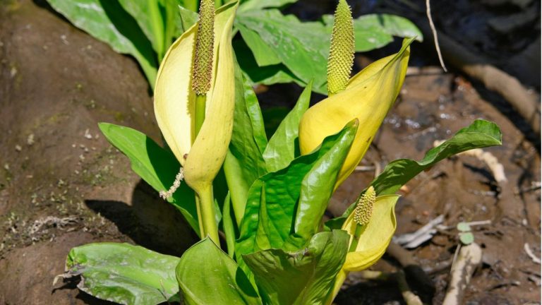 Feuilles de mon arum jaunissent
