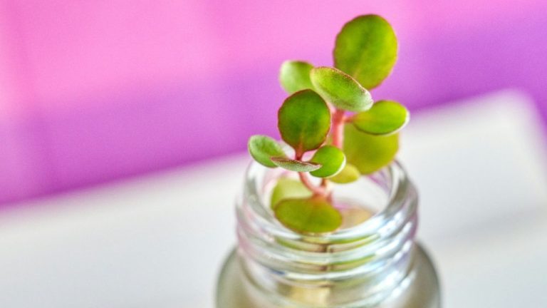 Bouture de plante grasse dans l’eau