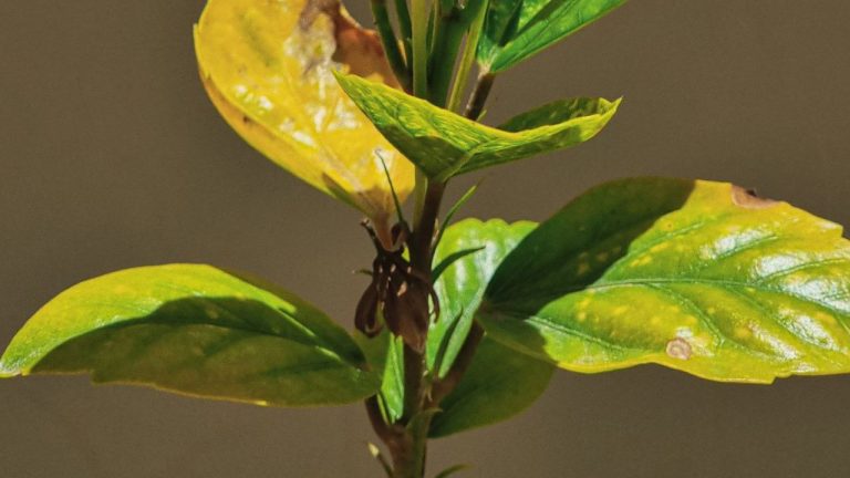 Les feuilles de mon dipladénia deviennent jaunes