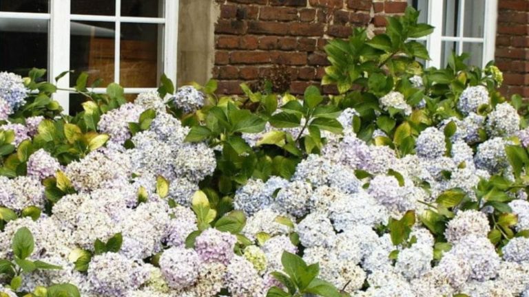 Distance d’un mur planter un hortensia
