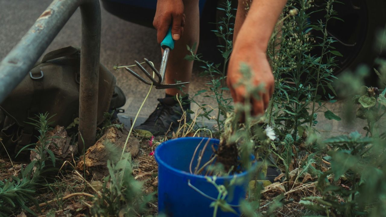 Eliminer les mauvaises herbes dans le jardin