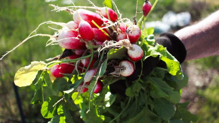 Planter des radis
