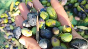 Récolter les olives