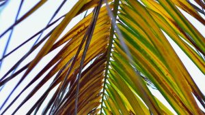 Feuilles de mon palmier deviennent marron