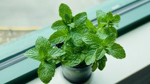 Bouture de menthe