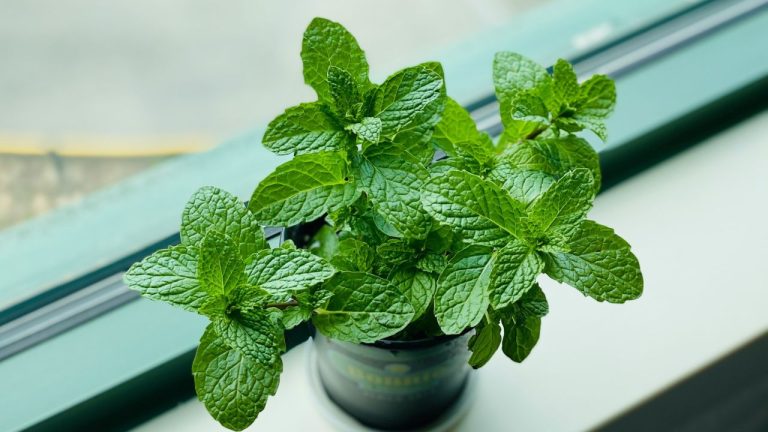 Bouture de menthe