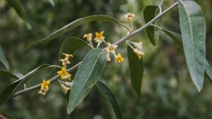 La floraison de l’olivier