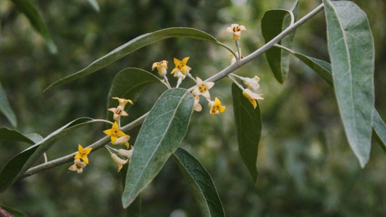 La floraison de l’olivier