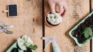 Bouture d’hortensia