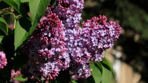 Racines d’un lilas des Indes