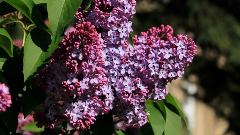 Racines d’un lilas des Indes