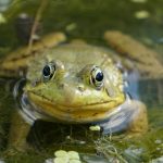 Grenouilles pour un bassin