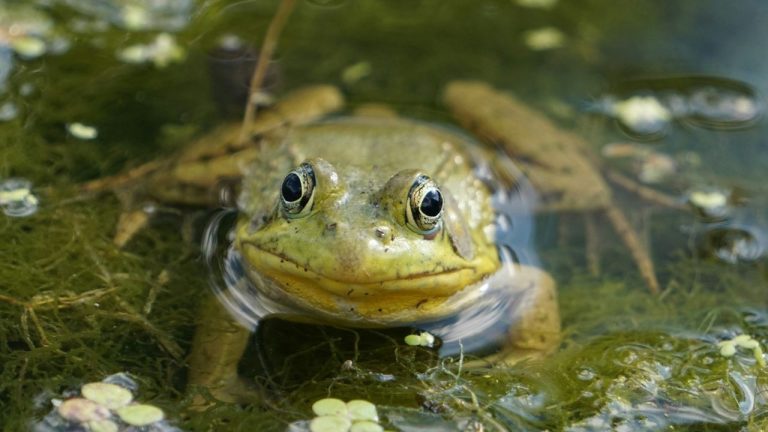 Grenouilles pour un bassin