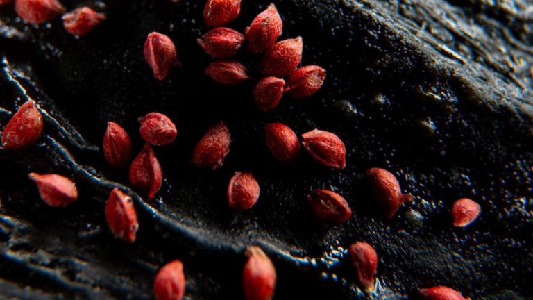Crottes contenant des noyaux de cerise