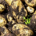 Récolter les pommes de terre