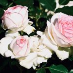 Rosier Pierre de Ronsard