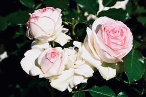 Rosier Pierre de Ronsard