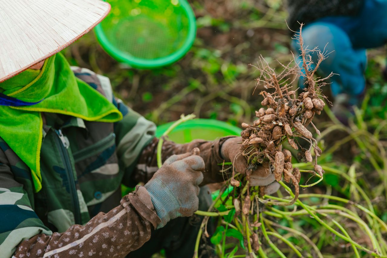Planter cacahuètes