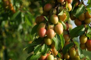 Différence entre une prune et une mirabelle