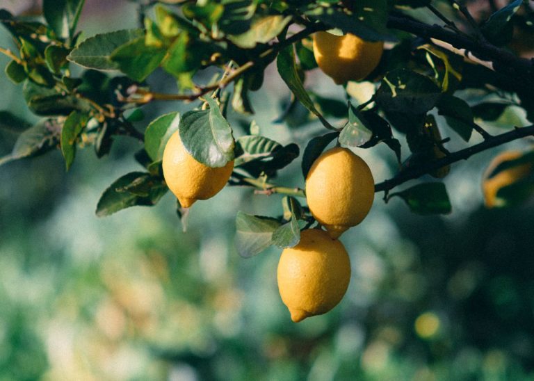 Tailler un citronnier