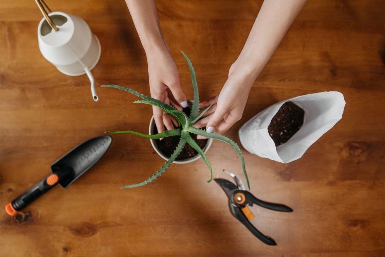 Rempoter un aloe vera