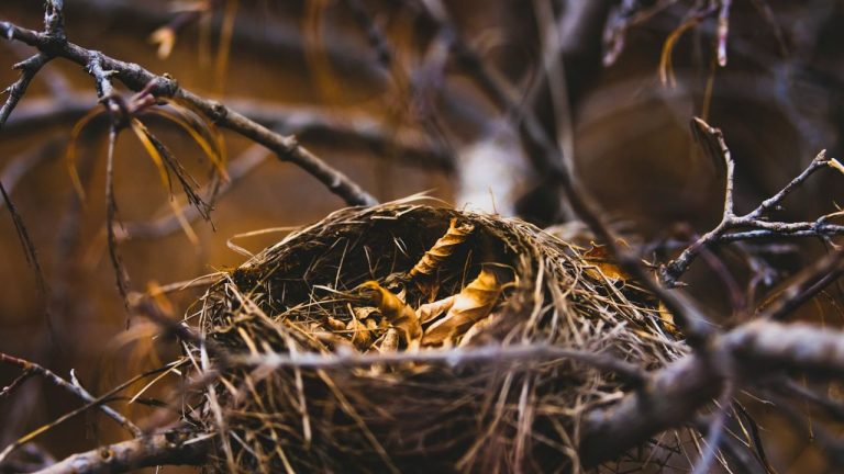 Nid de mésange abandonné